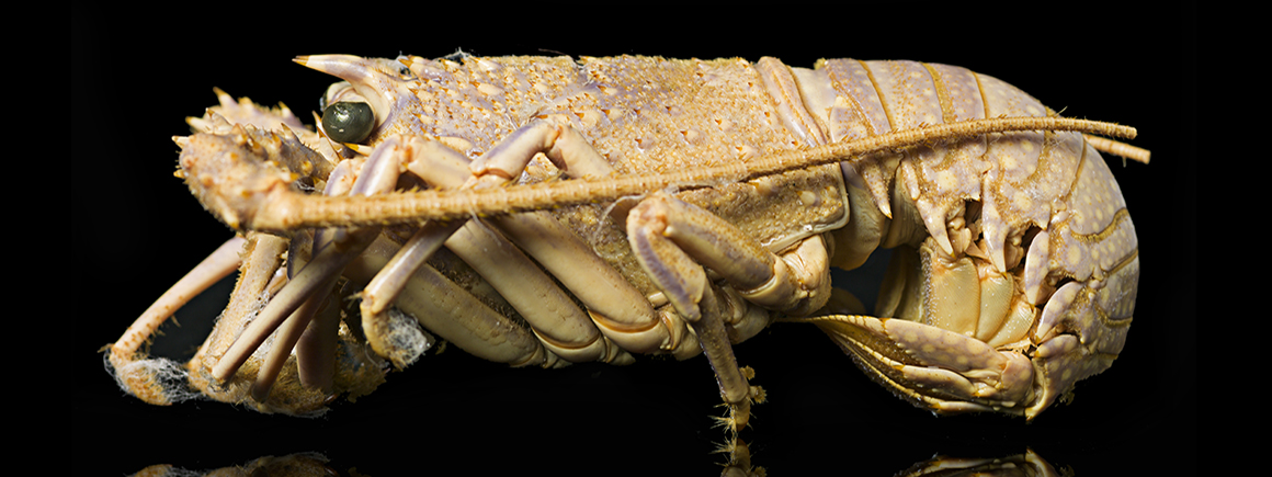 A lobster specimen against a black background
