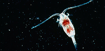 Copepod