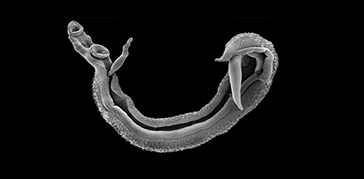 Schistosomiasis parasite worm pairs