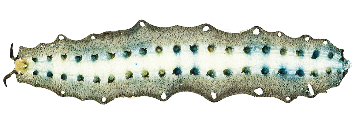 Sliced and dyed sections of Peripatus moseleyi, a velvet worm, prepared on slides. 