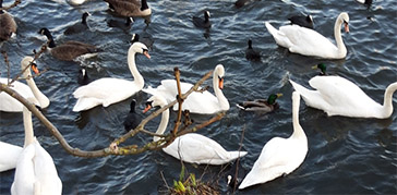 Swans and ducks on the water