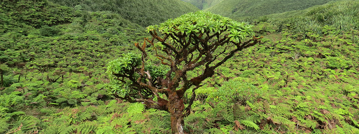 A tree on St Hellens