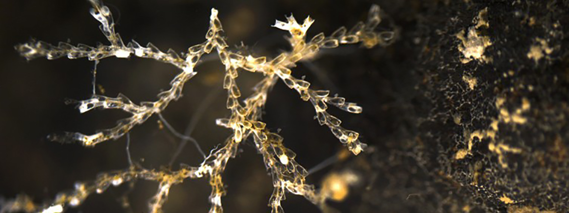 Bryozoan polymetallic nodules 