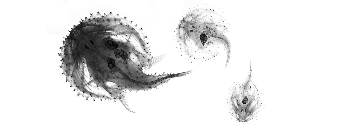 An x-ray of Halieutea liogaster 