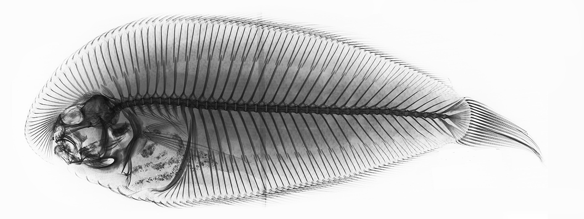 An x-ray of a fish against a white background