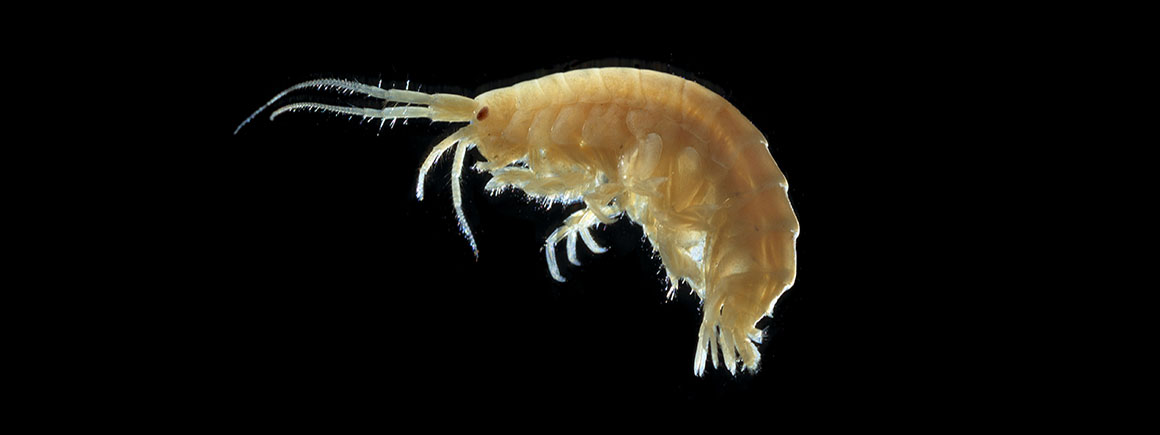 A small shrimp from the deep ocean against a black background