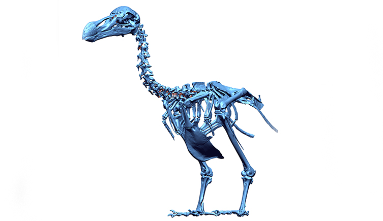 The first detailed description of dodo anatomy for 150 years