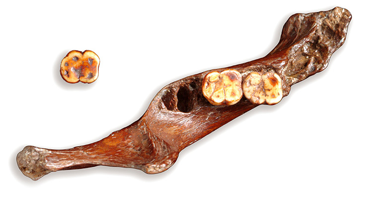 A brown jaw bone with two off-white teeth. A third tooth sits separately to the left of the jaw. 