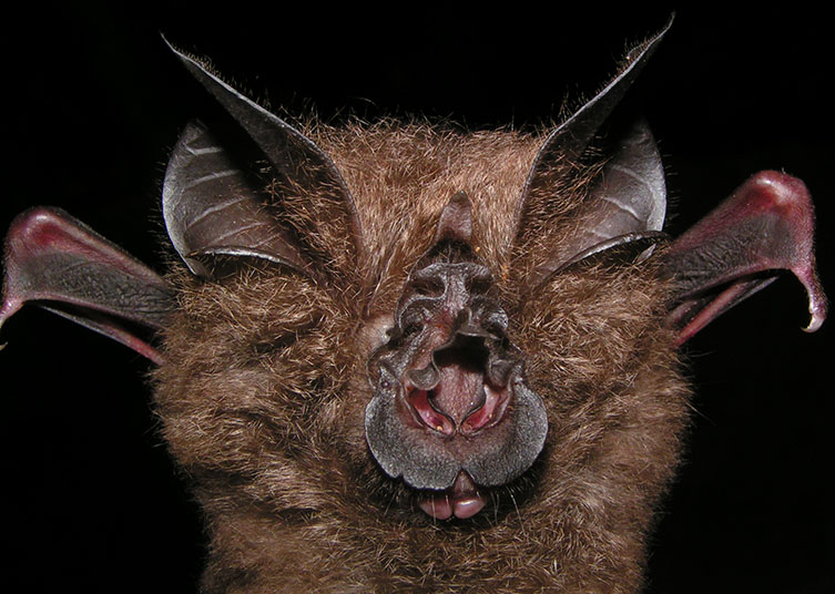 A close-up image of a Francis' Woolly horseshoe bat 