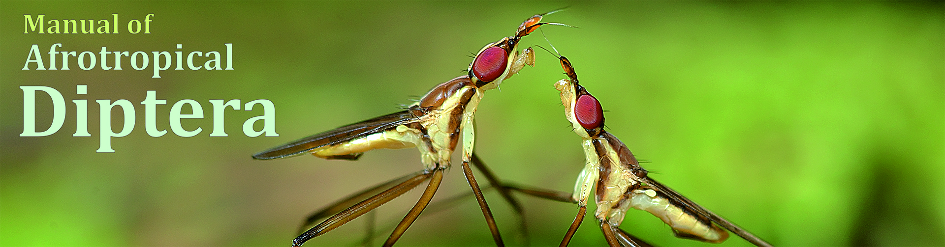 Sparring male cactus flies