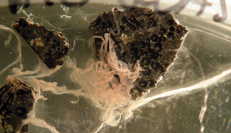 Bacteria on lava chips