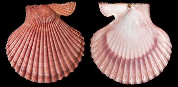 Two pink sea scallop shells