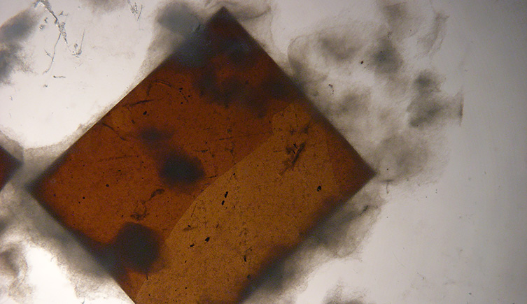 Fungus on mineral chip