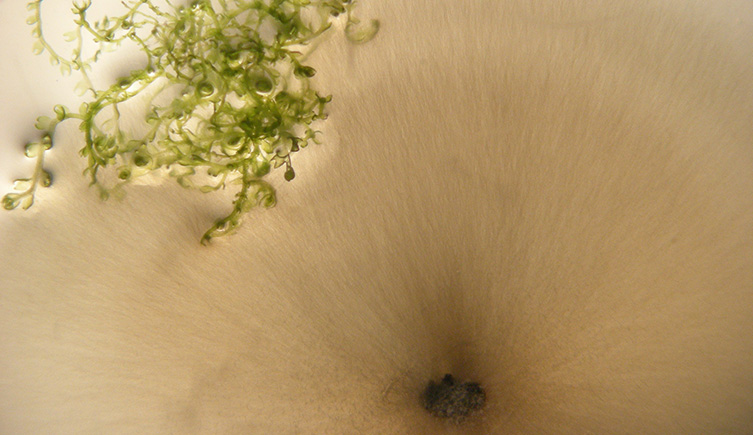 Liverwort plant symbiosis