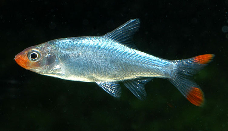 Young sawbwa barb fish