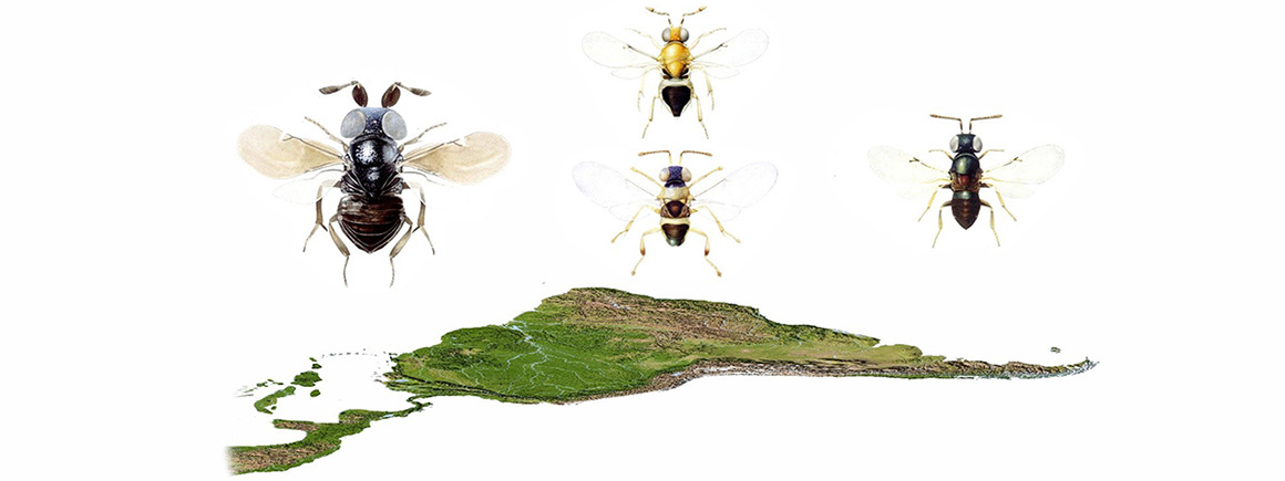 Four illustrations of hymenoptera above a map of Central and South America