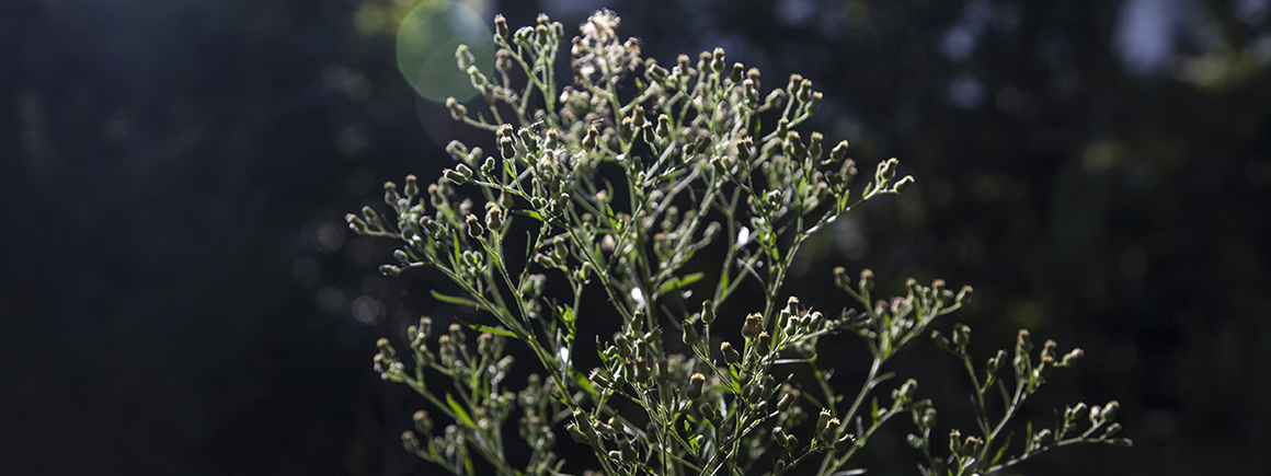 A plant in a field with sunshine on its leaves