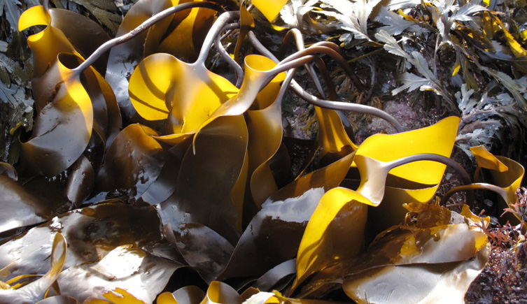Seaweed