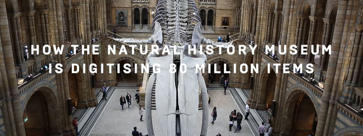    Hope the whale in Hinzte hall with people underneath and text: How the Natural History Museum is digitising 80 million items