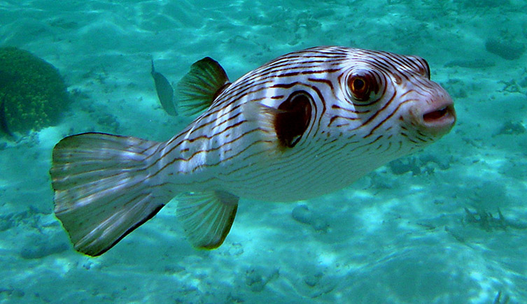 Striped pufferfish in the water