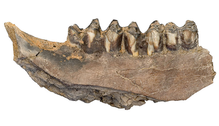 Bison jaw