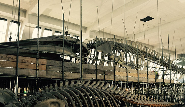 Blue whale skeleton