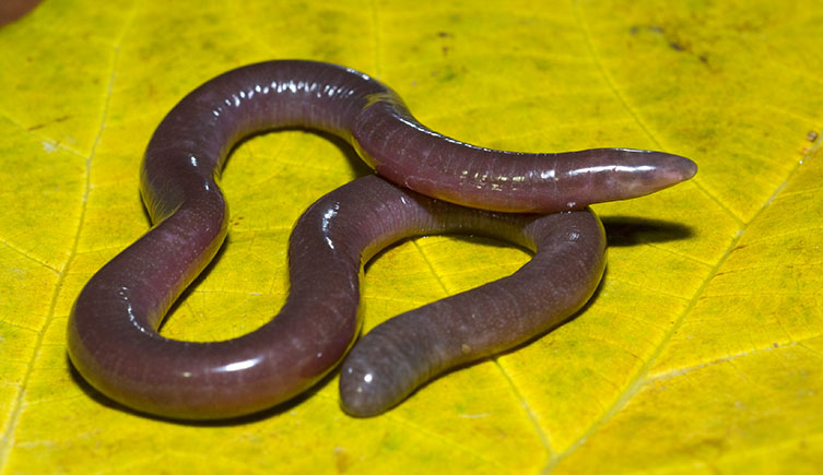 Chikila gaiduwani on a leaf