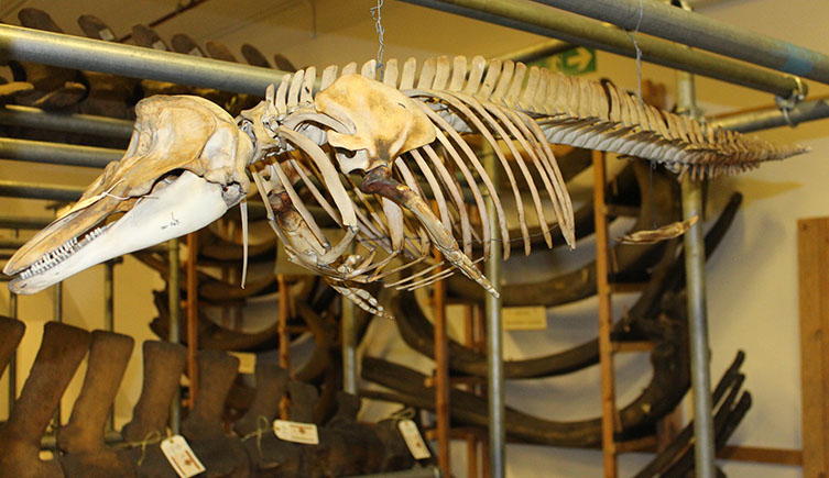 A dolphin skeleton from the Mammal collections