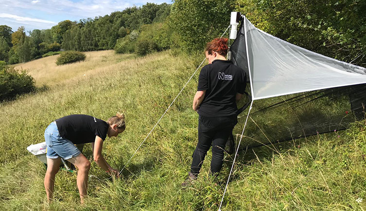 Two team members putting up a trap to catch insects, as part of a survey