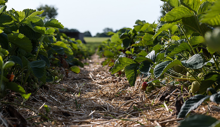 Two rows of strawberry plants