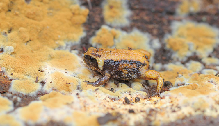 Ethiopian Bale Mountains frog