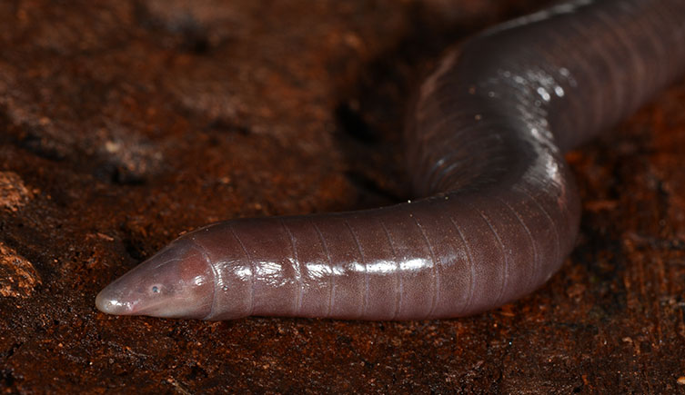 A caecilian moving across the ground