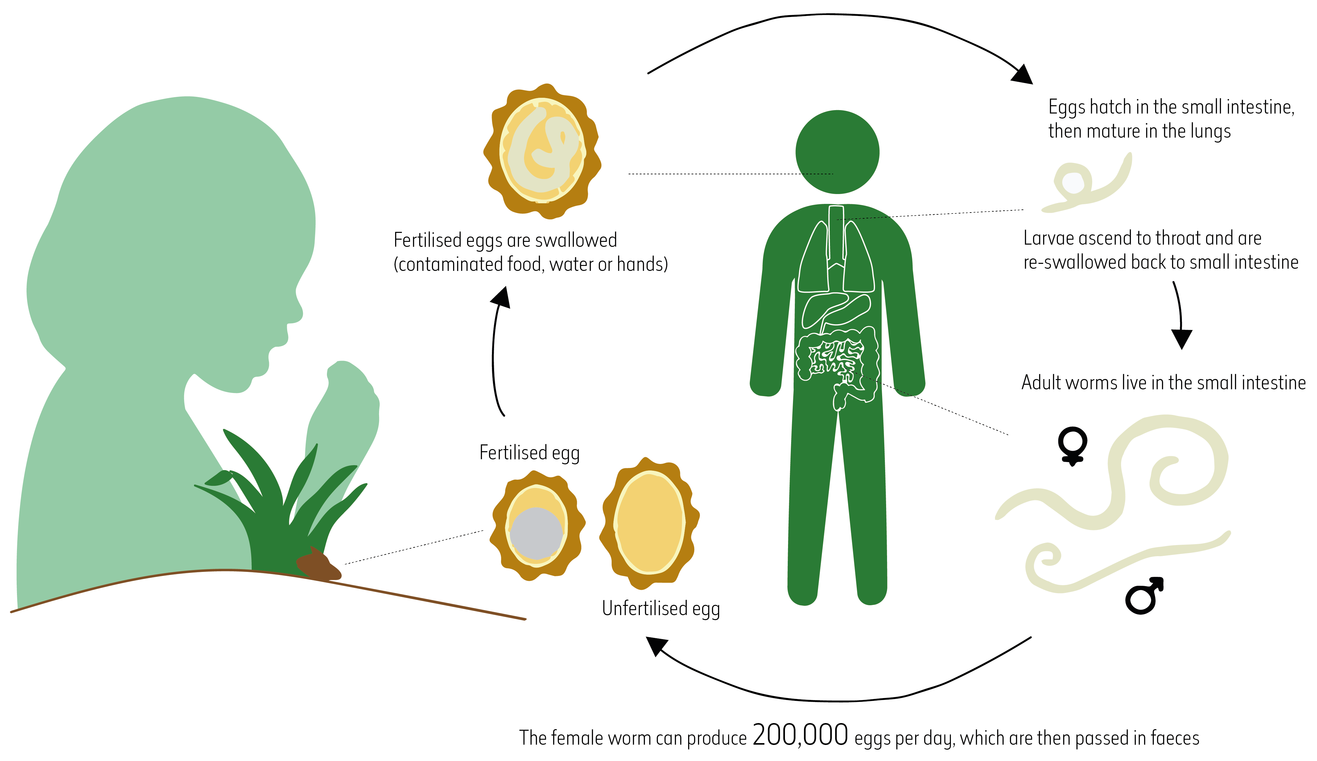 Life cycle of Ascaris lumbricoides (roundworm)