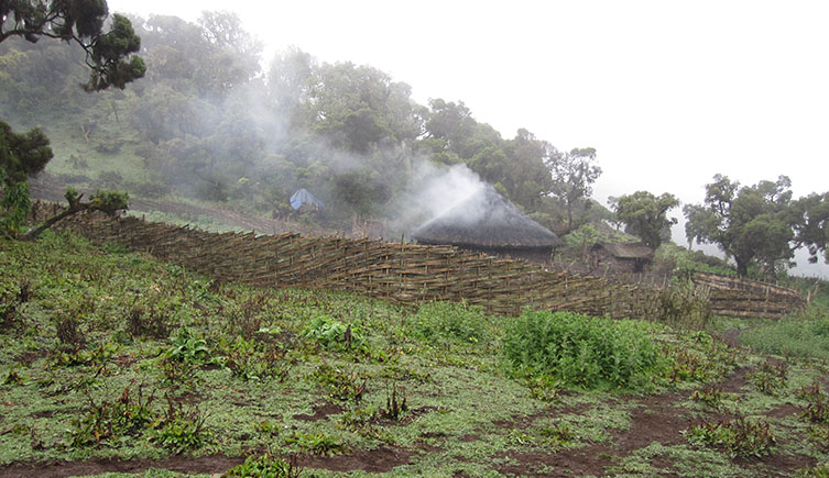 Human settlements and agriculture encroaching on amphibian habitats