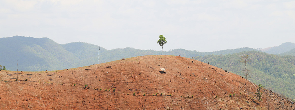 One tree on a cleared hill with mountains in the distance