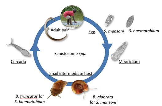 The life cycle of the schistosomiasis parasite