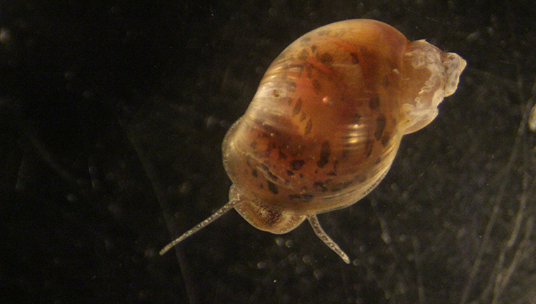 shistosome snail