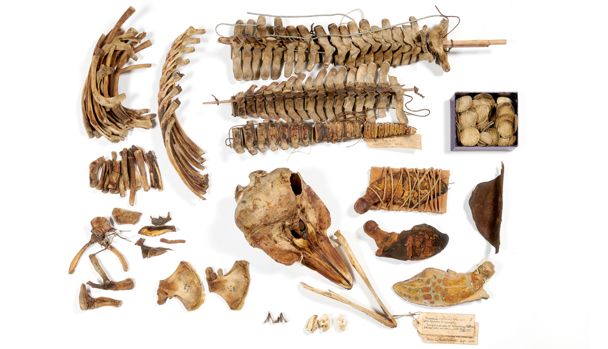 A selection of cetacean specimens, including a skull, ribs, spines and fins