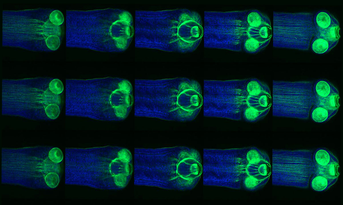 The meiosis gene boule expressed in the testes and ovaries of tapeworm segments
