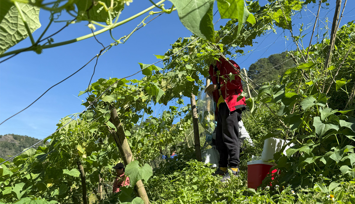 A farmer tends to Chayote plants