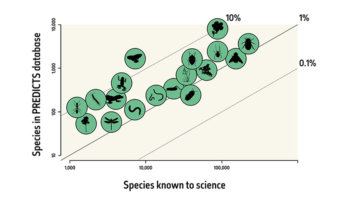 A graph showing the species in the PREDICTS data set