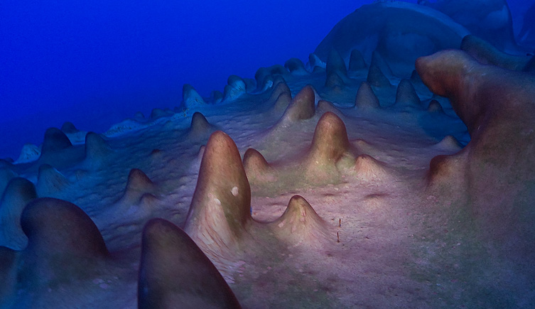 Large conical stromatolites on the ocean floor
