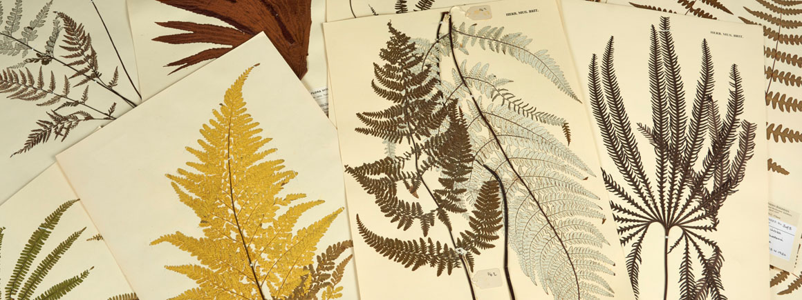 Pages from the fern collection