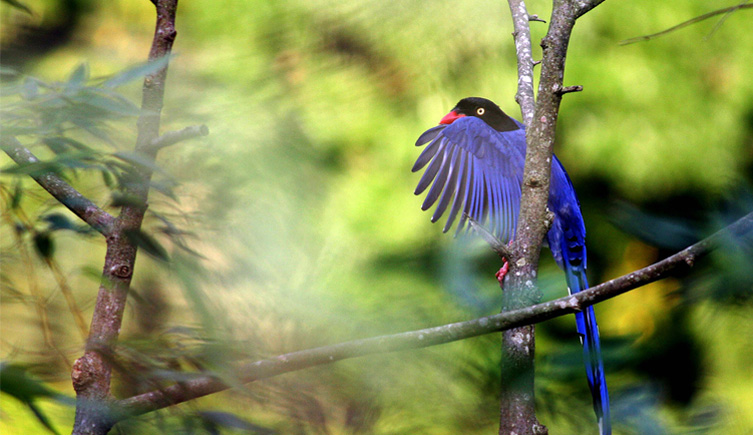 A photograph of a taiwan blue magpie sat in a tree
