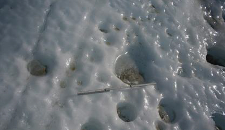 Cryoconite holes on a glacier surface