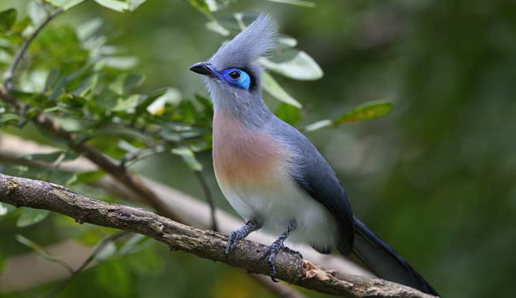 Image of a coua on a branch