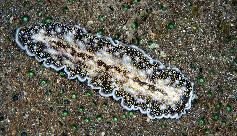 Image of a flatworm on the seafloor