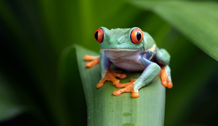 Image of a green frog on a leaf