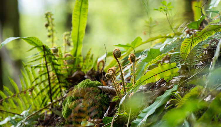 Image of plants on a forest floor