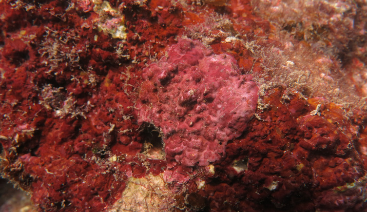 Photograph of red algae on a rock
